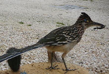 Vanni’s Vogelwelt